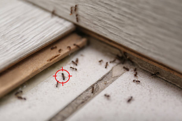 Trusted Charlevoix, MI Pest Control Experts