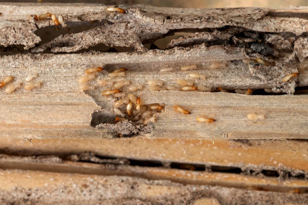 Pest Prevention Services in Charlevoix, MI