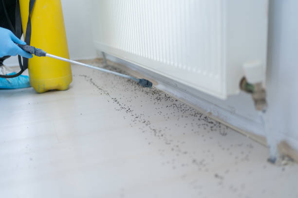 Best Flea Control Services  in Charlevoix, MI
